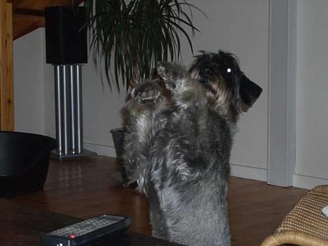 Mellemschnauzer Indy billede 7