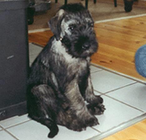 Mellemschnauzer Indy - 8 uger gammel og lige flyttet hjemmefra. billede 9
