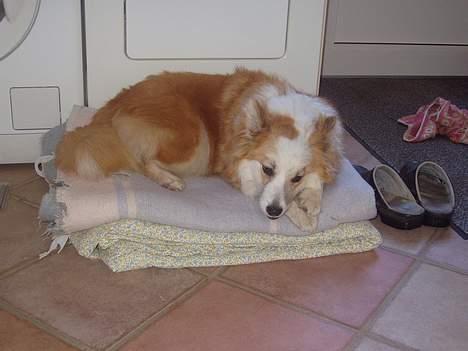 Islandsk fårehund Cody  billede 8