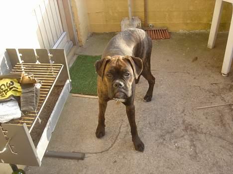 Boxer Bastian billede 3