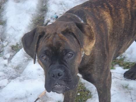 Boxer Bastian - Jeg er meget glad for sne, selvom jeg ser lidt sur ud lige her. billede 4