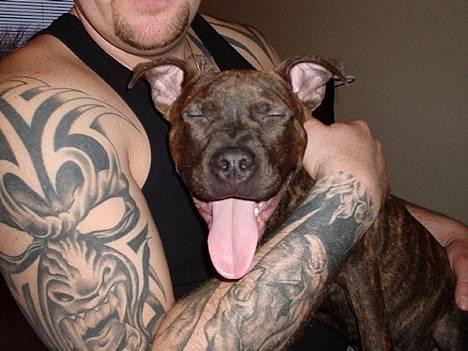 Staffordshire bull terrier "Zezar"   - *Nyt*  He he hvor er du sjov moar.... billede 5