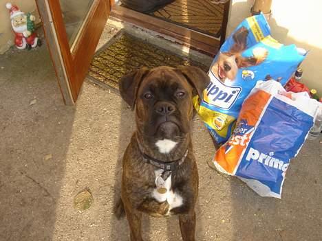 Boxer Bastian billede 5