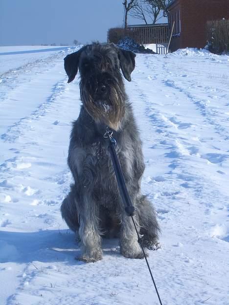 Mellemschnauzer Indy billede 8