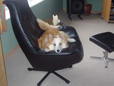 Islandsk fårehund Cody  billede 9