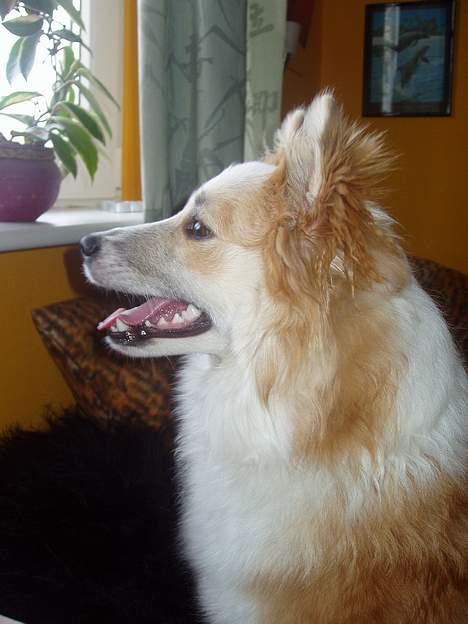 Islandsk fårehund Cody  billede 10