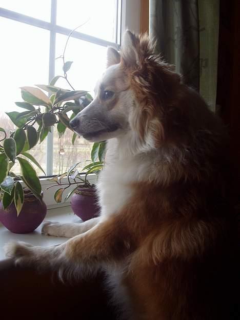 Islandsk fårehund Cody  billede 11