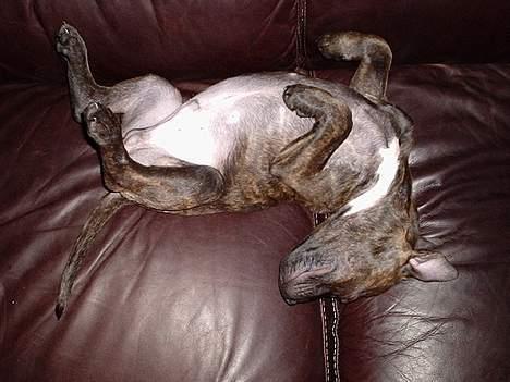 Staffordshire bull terrier "Zezar"   - ZzZzZzZz billede 6