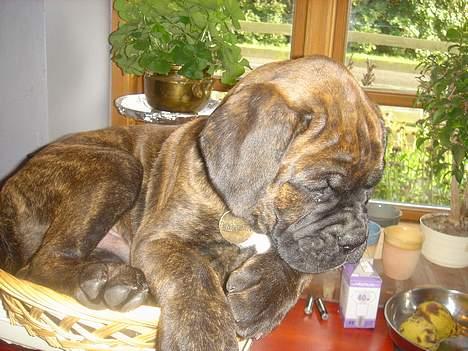 Boxer Bastian - Her er jeg 9 uger og bliver lige vejet (6,5kg.), inden jeg skal "hjem". til Frederikssund. billede 6