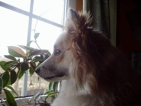 Islandsk fårehund Cody  billede 12