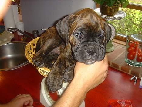 Boxer Bastian - Så, nu går turen hjemad. billede 7