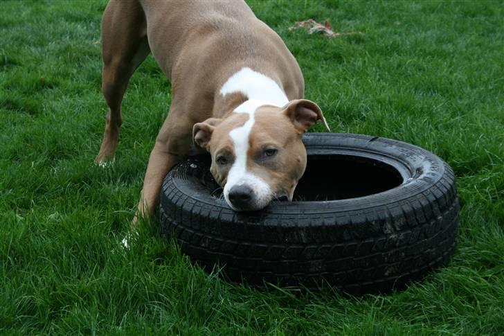 Amerikansk staffordshire terrier Cosmo (Du er savnet) - Det er bare det bedste stykke legetøj der finders. *NYT* billede 14