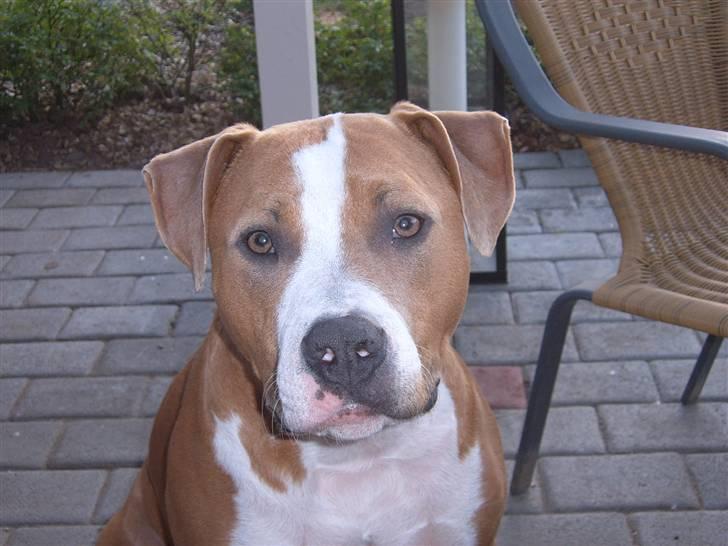 Amerikansk staffordshire terrier Cosmo (Du er savnet) - Ok lige i dag får du lov mor, men ville heller lege... billede 15
