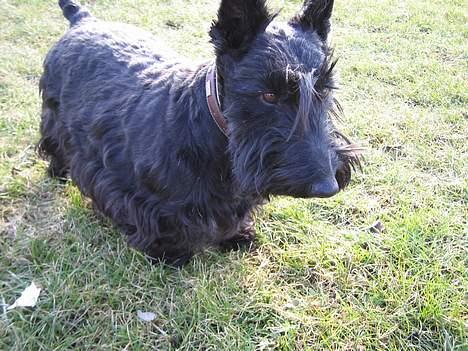 Skotsk terrier perle (king skot egly)RIP - haløj  det er en dejlig dag billede 6