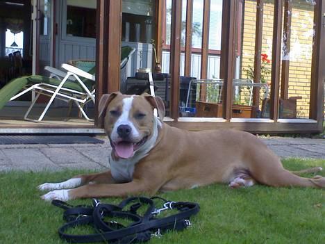 Amerikansk staffordshire terrier Cosmo (Du er savnet) - Ligger lige her og spiller lækker.. billede 16