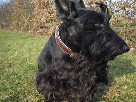 Skotsk terrier perle (king skot egly)RIP - hov hvad er det der kommer der  billede 7