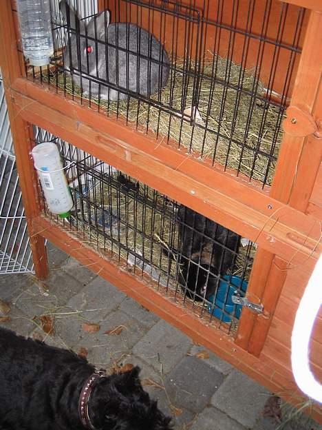 Skotsk terrier perle (king skot egly)RIP - her er kaspers kaniner dem kan jeg kikke på heledagen billede 8