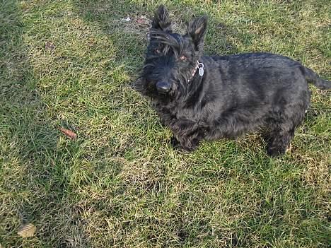 Skotsk terrier perle (king skot egly)RIP - hvad pønser du på billede 9