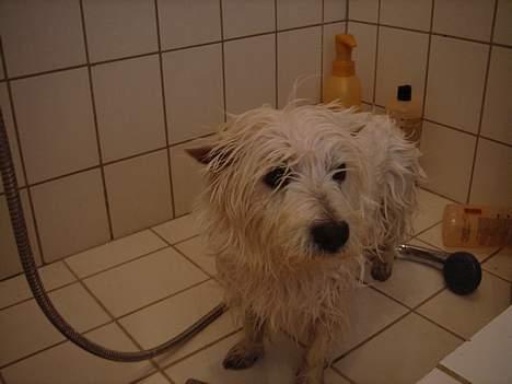 West highland white terrier Simba - årrh nej ikke et bad ! billede 17