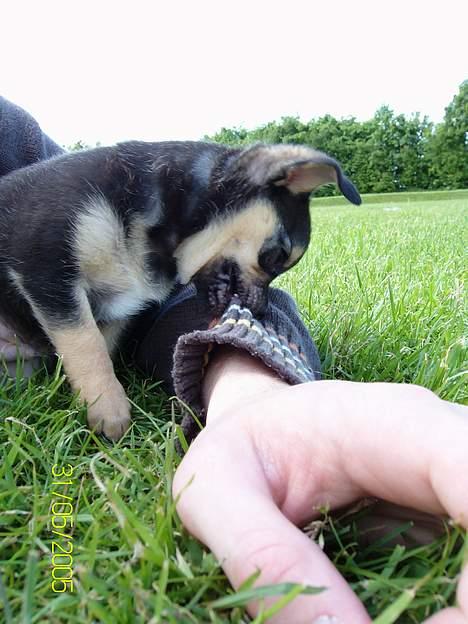 Chihuahua Zimba billede 9