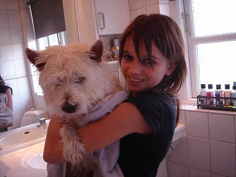 West highland white terrier Simba - Sandra tøre mig lige billede 18