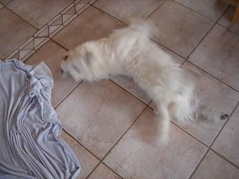 West highland white terrier Simba - men mig har min egen måde at gøre det på :) billede 19