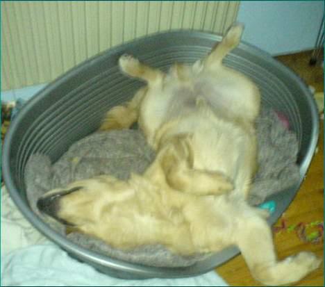 Blanding af racer Felix  - så sover  man rigtig godt billede 10