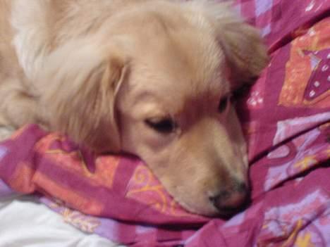 Blanding af racer Felix  - her passer jeg på min mors dyne billede 11