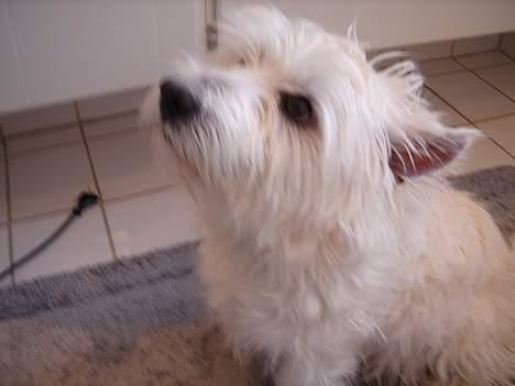 West highland white terrier Simba - nu er mig hvid :D billede 20