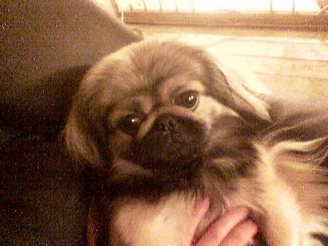 Pekingeser Molly  billede 1