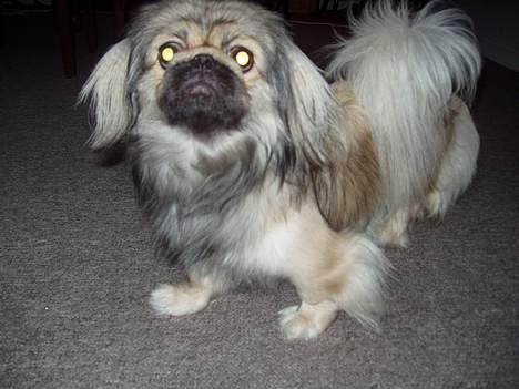 Pekingeser Molly  billede 2