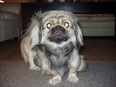Pekingeser Molly  billede 5