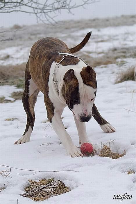 Amerikansk staffordshire terrier Wido Swoboda billede 19