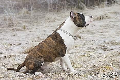 Amerikansk staffordshire terrier Wido Swoboda billede 20