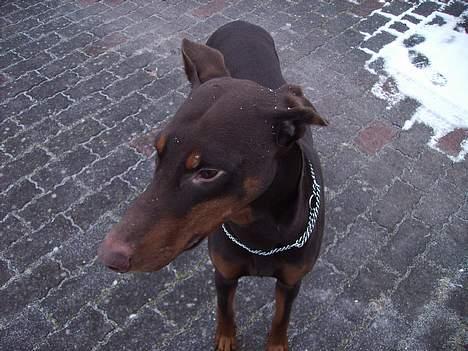 Dobermann Bimse - lidt sne hist og pist, brrr så koldt det er mor, se og blev færdig.. billede 14