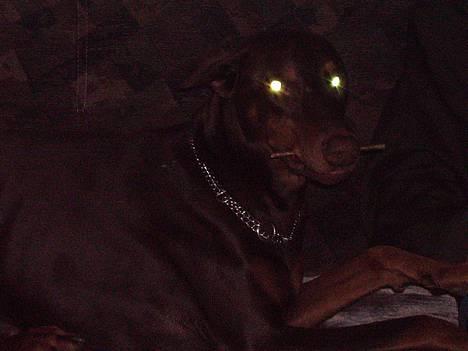 Dobermann Bimse - øjne der lyser....blev ikke bange nu...jeg er ikke farlig... billede 15