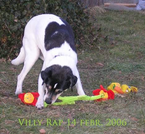 Dansk svensk gaardhund Villy Rap ¤ 22 febr.2006¤ - 14 febr.2006 billede 13