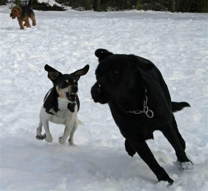 Dansk svensk gaardhund Tezza - 14 feb 2010. Sådan leger Tezza... billede 16