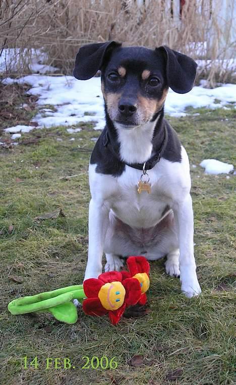 Dansk svensk gaardhund Tezza - 14 febr. 2006 billede 17