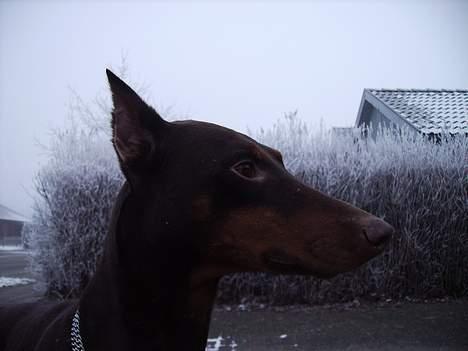 Dobermann Bimse billede 16