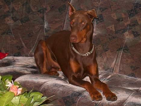 Dobermann Bimse billede 17