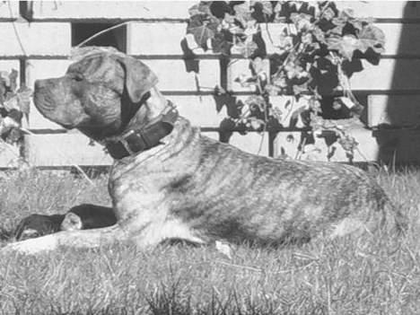 Amerikansk staffordshire terrier #Tira#R.I.P - tira`s far billede 8