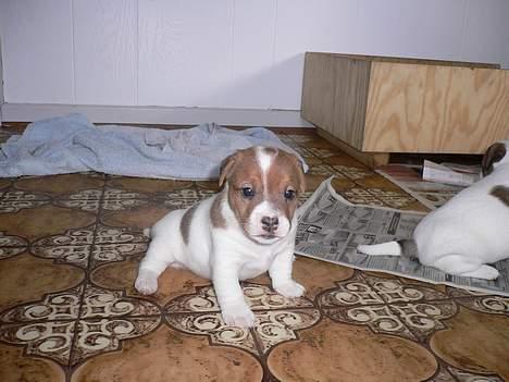Jack russell terrier Wazabi billede 1
