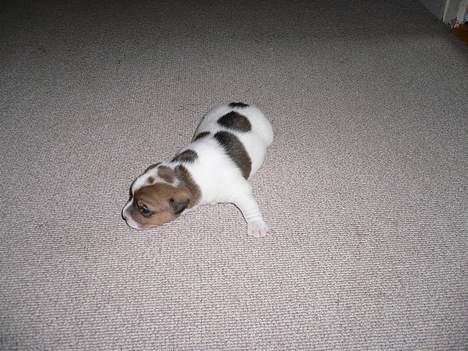 Jack russell terrier Wazabi billede 2