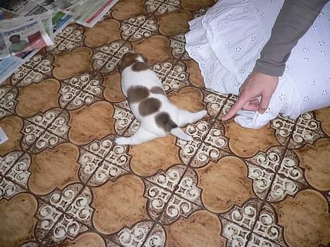 Jack russell terrier Wazabi billede 3