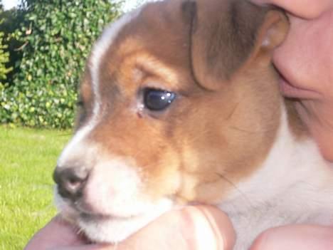 Jack russell terrier Wazabi billede 4