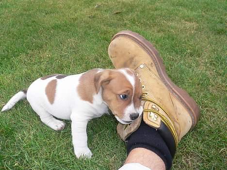 Jack russell terrier Wazabi - Han er lidt af en vildbasse billede 5