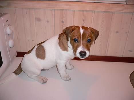 Jack russell terrier Wazabi billede 6
