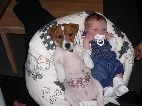 Jack russell terrier Wazabi - Wazabi sammen med vores lille dreng! billede 7