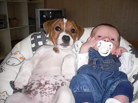 Jack russell terrier Wazabi billede 8